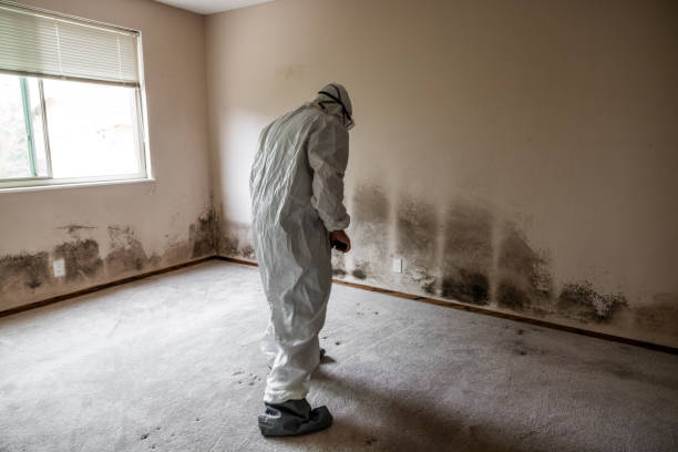 Best Mold Removal for HVAC Installations  in Sealy, TX